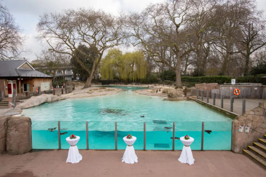 London zoo Penguin Beach